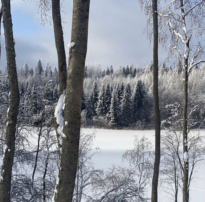 земля р-н Крестецкий д Давыдовщина фото 10