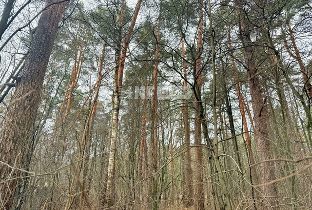 тер Барвиха-Виладж Одинцово фото