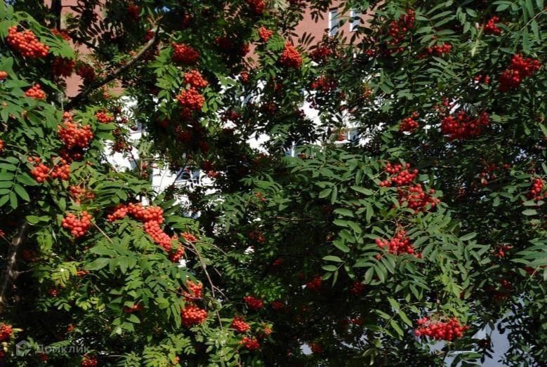 квартира г Нижняя Салда ул Ломоносова 7 Нижняя Салда городской округ фото 1