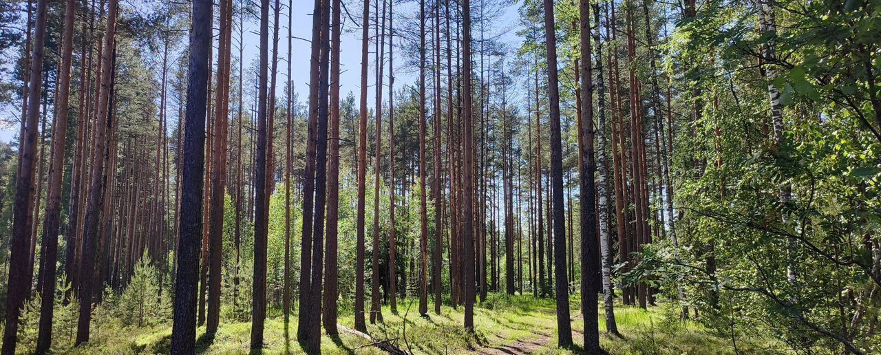 земля р-н Всеволожский п Змеиный Дорога жизни, 21 км, Рахьинское городское поселение, Рахья фото 3