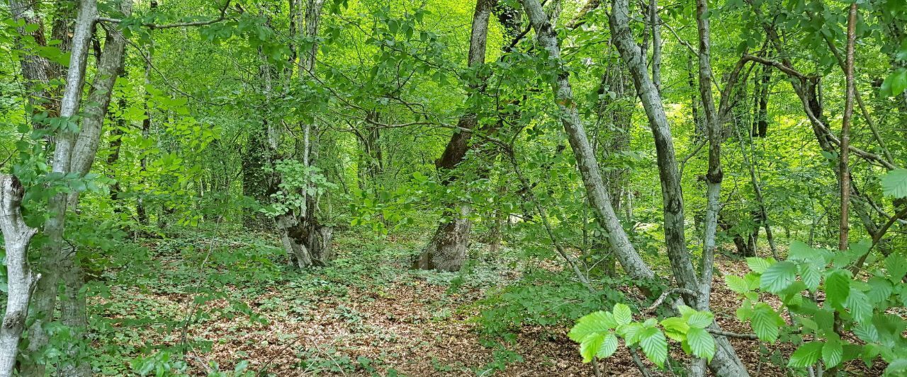 земля г Геленджик с Адербиевка фото 3