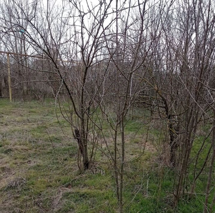 земля р-н Сальский г Сальск Кучур-да ул Чайковского Сальское городское поселение фото 2