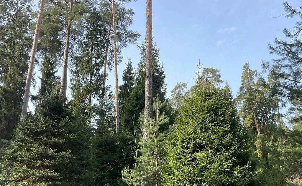 земля городской округ Одинцовский п Николина Гора КП Никологорское Одинцово, ул. Лесное Кольцо, 3 фото 3