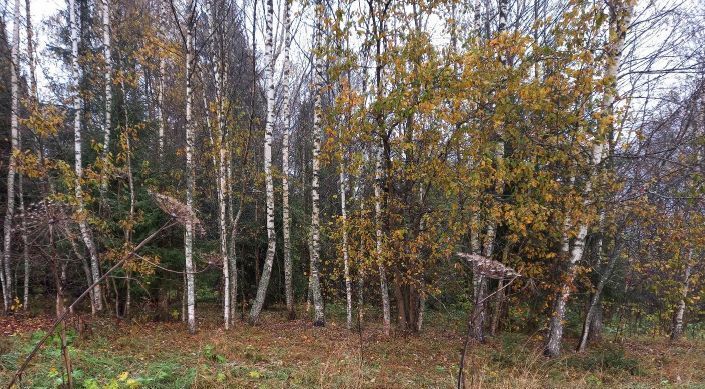 земля городской округ Дмитровский п Филимоново фото 1