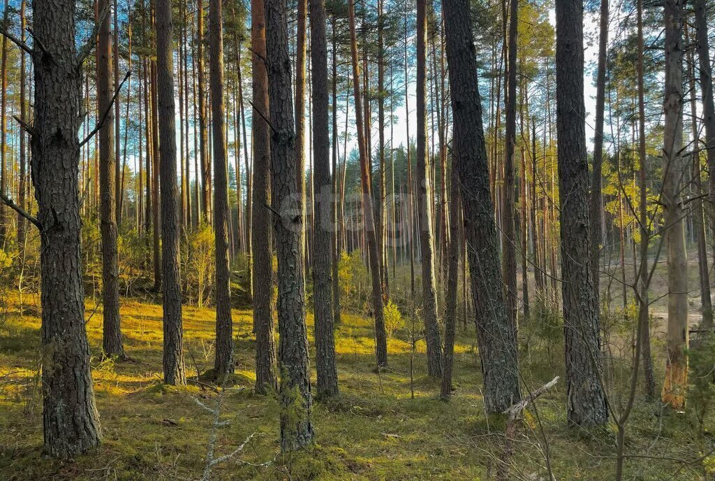 земля р-н Печорский д Кудина Гора фото 2