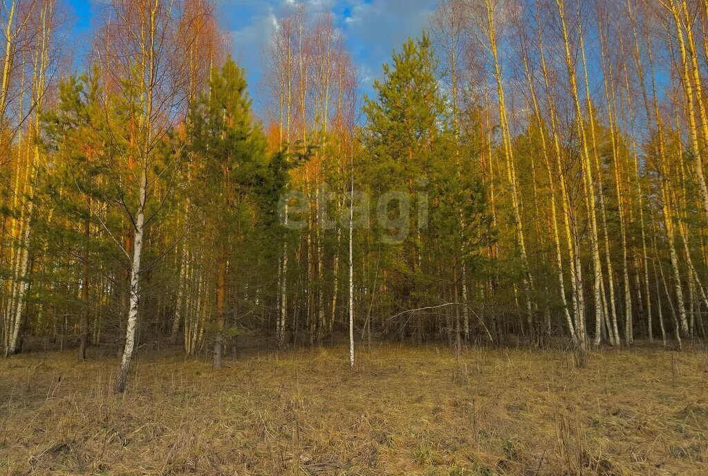 земля р-н Печорский д Кудина Гора фото 4