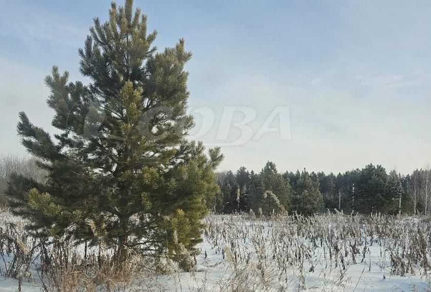 земля р-н Нижнетавдинский снт Березка Тюмень фото 2