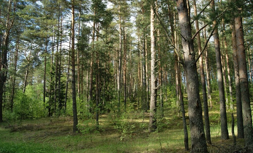 земля р-н Западнодвинский г Западная Двина д Глубокое фото 12