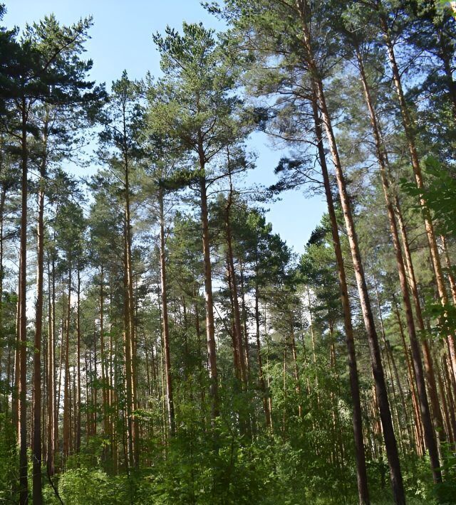 земля р-н Кочкуровский д Красная Зорька ул Центральная фото 1