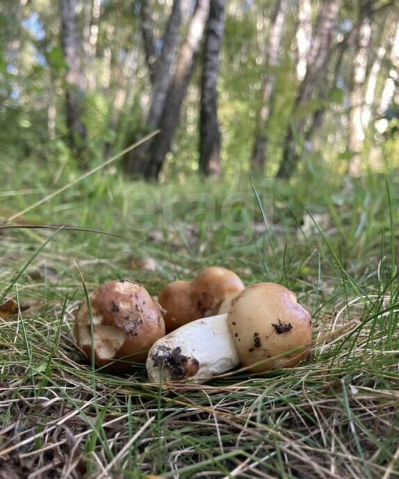 дом г Тула п Горелки снт Березовая роща фото 15