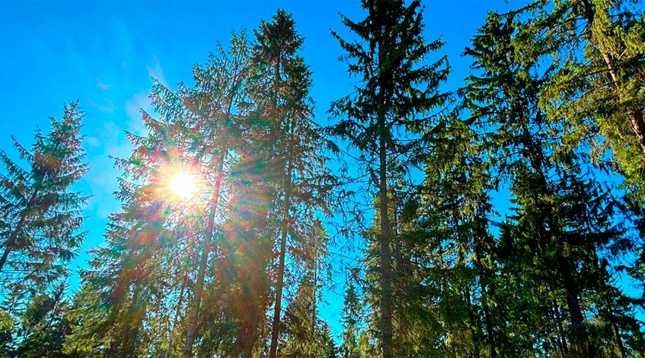 земля г Солнечногорск Тихие Зори кп, Зеленоград — Крюково, ул. Дубовая фото 24