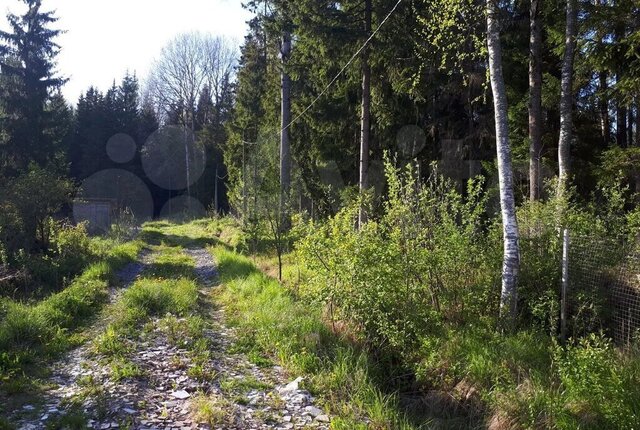 снт Пустынька Никольское городское поселение фото