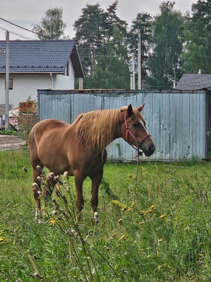 земля г Пушкино ул 3-я Серебрянская Пушкинский городской округ фото 5
