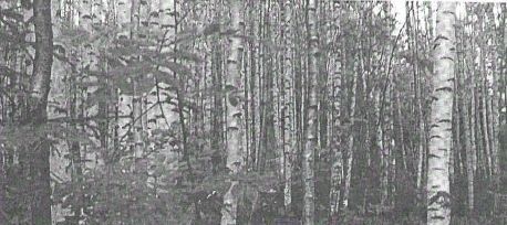 офис г Пермь р-н Кировский ул Бузулукская 30а фото 2