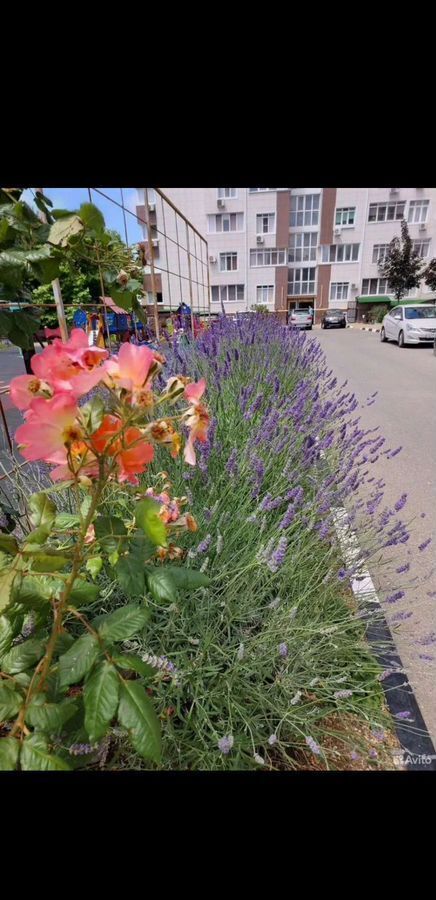 квартира р-н Анапский г Анапа ул 40 лет Победы 114 фото 17