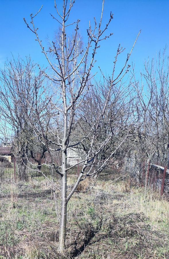 дом г Липецк р-н Левобережный снт тер.Дачный-3 934 фото 2