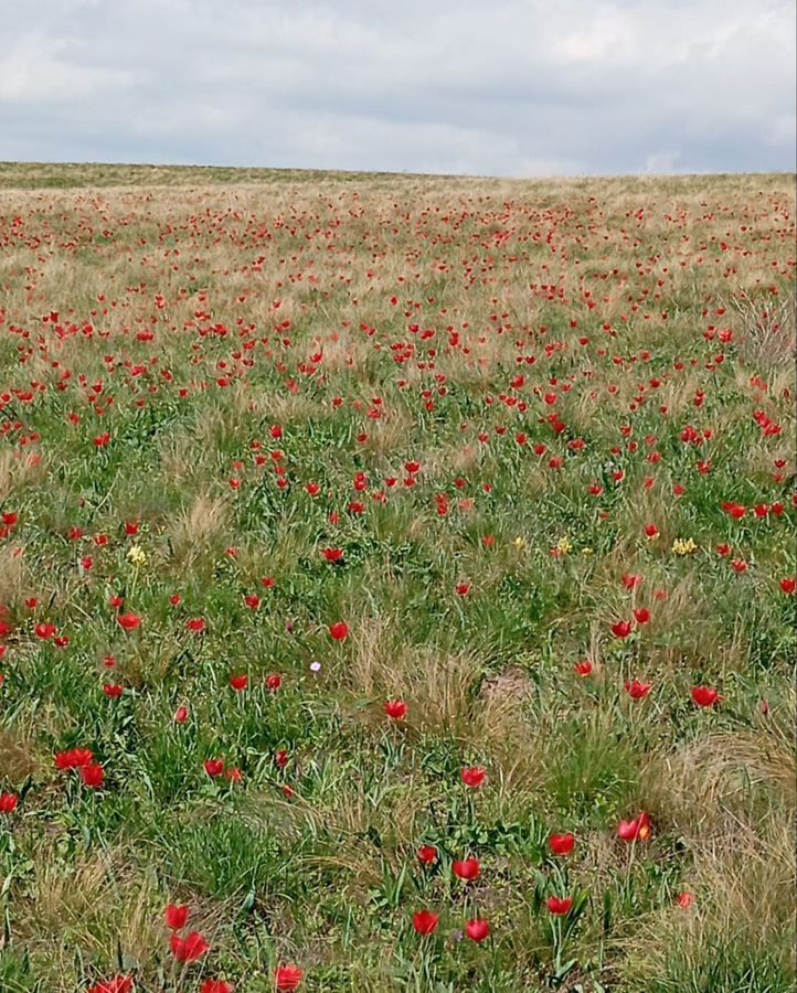 земля г Ростов-на-Дону р-н Ворошиловский пер Дунайский фото 1