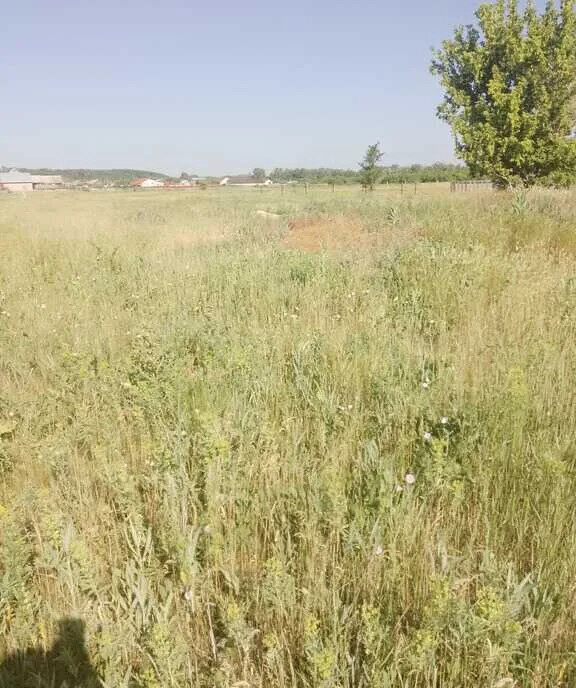 земля р-н Бузулукский с Елшанка Первая сельсовет, Елшанский фото 2