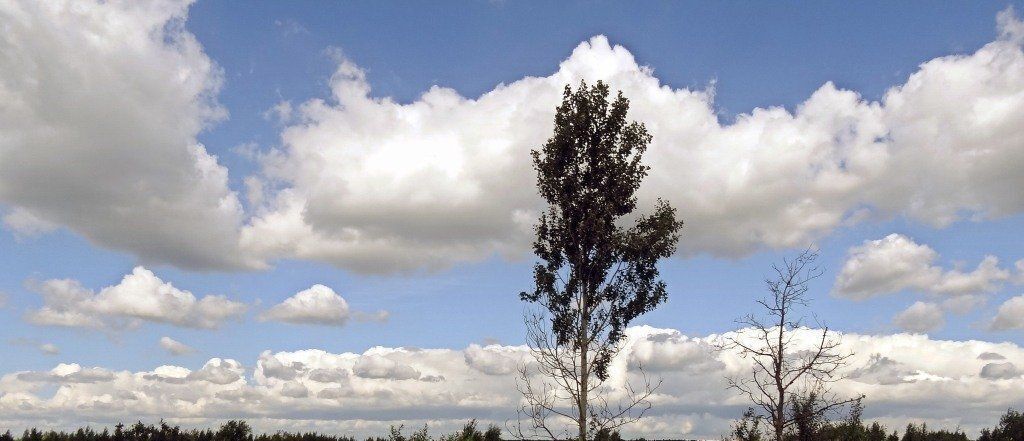 офис р-н Всеволожский Колтушское с/пос, Ломоносовская фото 1