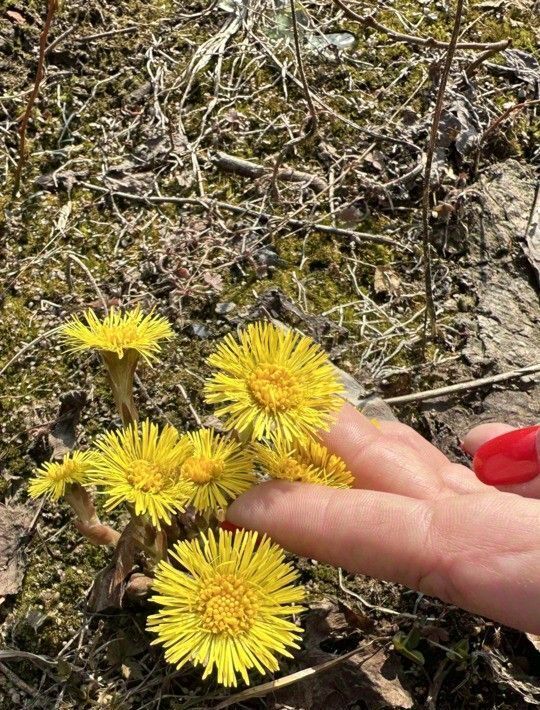 земля г Санкт-Петербург п Тярлево ул Большая 9 метро Купчино фото 2