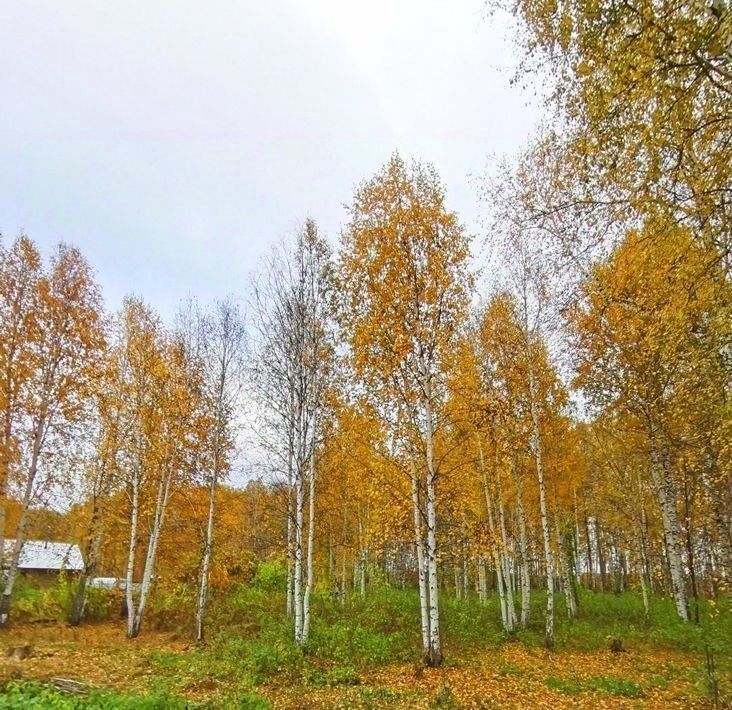 земля г Домодедово д Поливаново Подольск, ул. Центральная фото 1