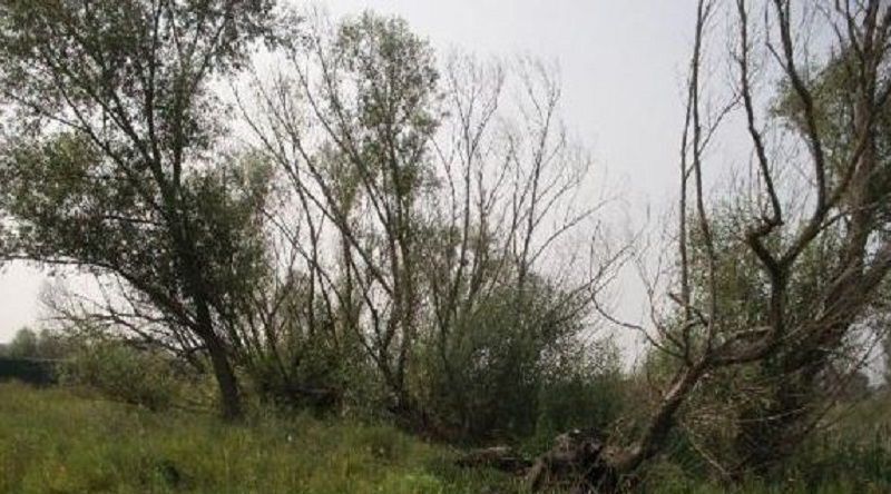 земля г Красноярск р-н Октябрьский снт Победа фото 4