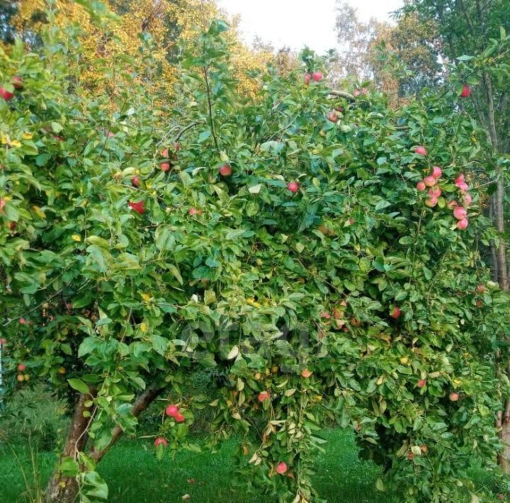земля р-н Гурьевский г Гурьевск снт Парус пер Луговой фото 36