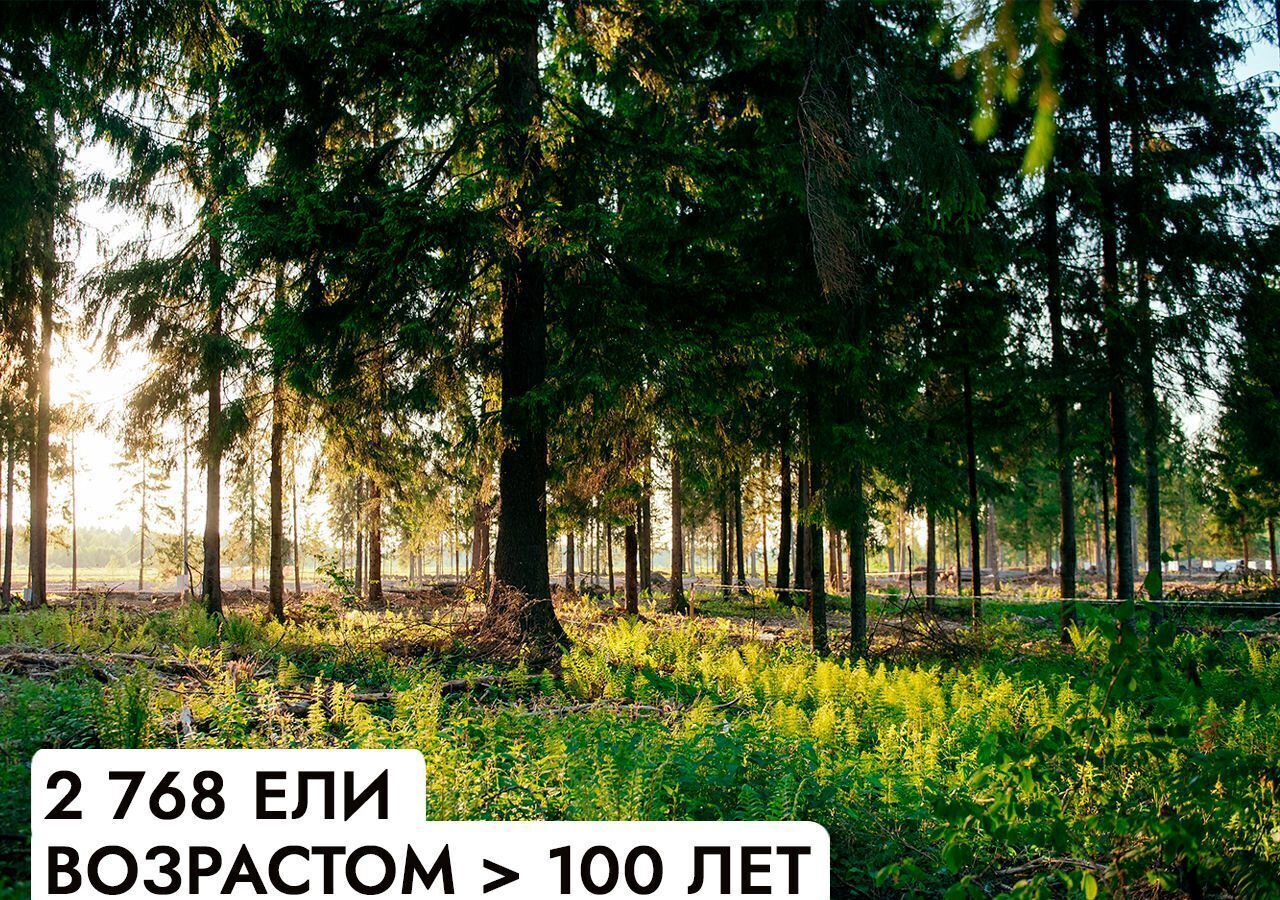 земля г Клин 54 км, эко-посёлок Ели эстейт, Новопетровское, Ленинградское шоссе фото 8