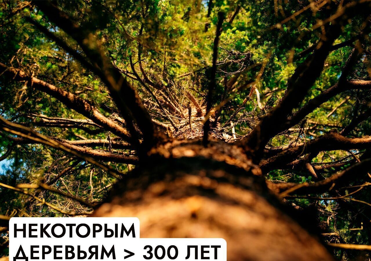 земля г Клин 54 км, эко-посёлок Ели эстейт, Новопетровское, Ленинградское шоссе фото 9