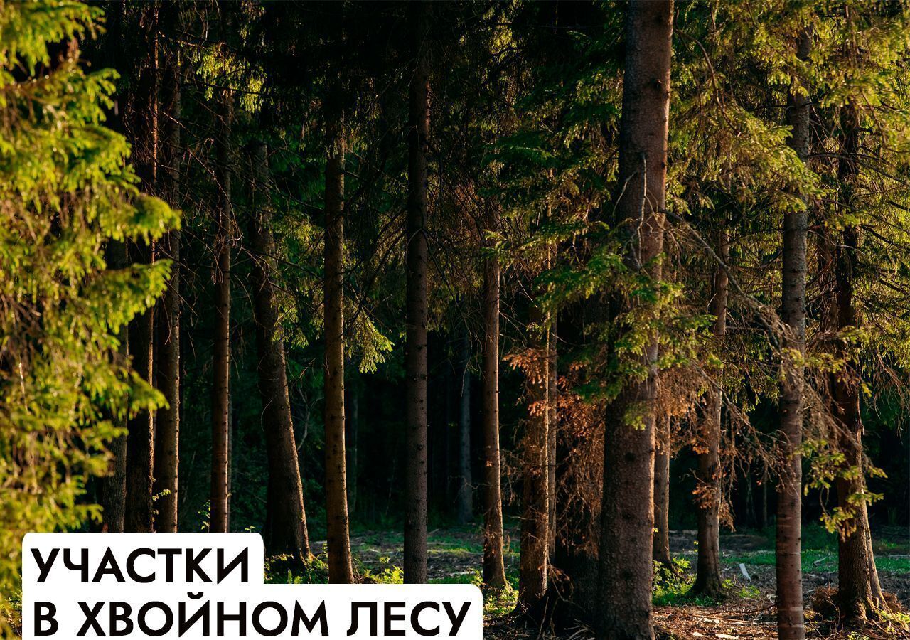 земля г Клин 54 км, эко-посёлок Ели эстейт, Новопетровское, Ленинградское шоссе фото 13