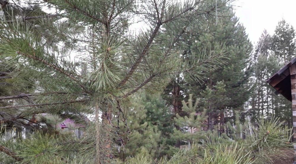 дом г Иркутск снт Маяк-1 ул Центральная 39 Ангарский городской округ фото 28