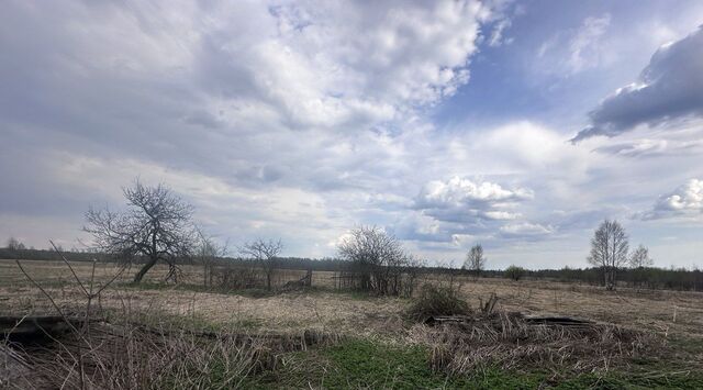 д Старые Нивки фото
