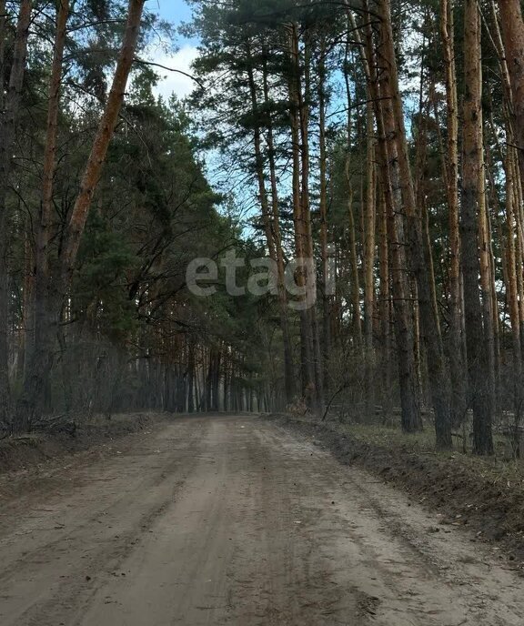 земля г Воронеж снт Дубрава ул Березовая фото 7