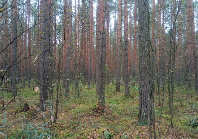 земля п Мга Московское шоссе, 33 км, Мгинское городское поселение фото