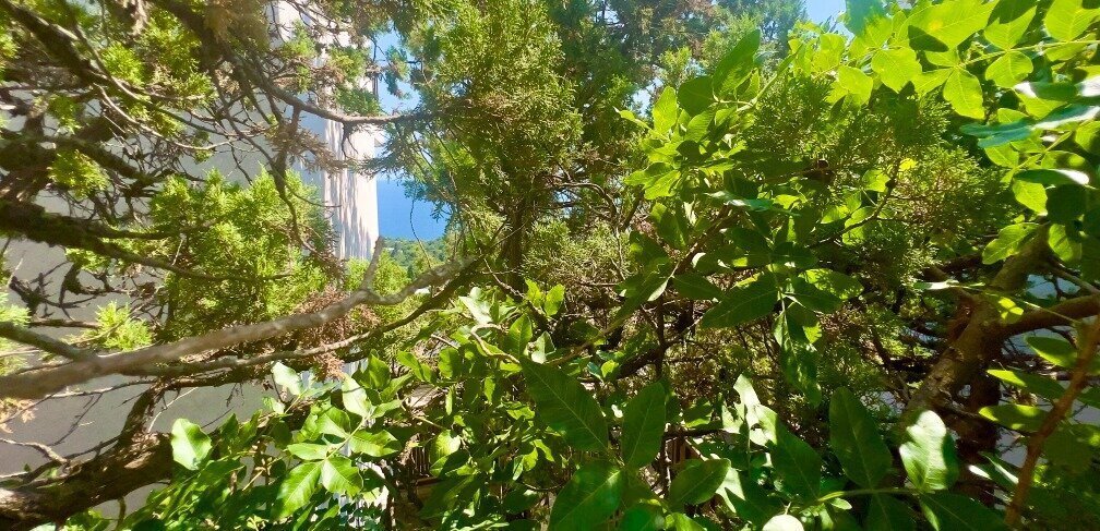 дом г Ялта пгт Гаспра ул Маратовская 16м фото 1