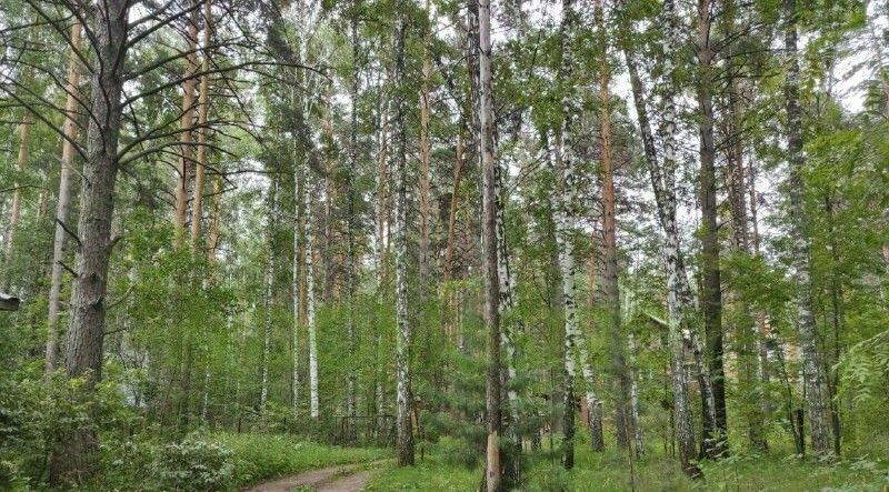 земля г Новосибирск Заельцовская тер Вторых Чкаловских Дач фото 6