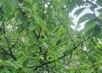 земля тер СПК Автомобилист-Березка ул Озерная 60 Трудовское сельское поселение, Симферополь фото