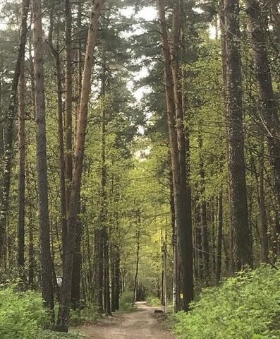 ул Комиссарова 21 км, дп. Кратово, Егорьевское шоссе фото