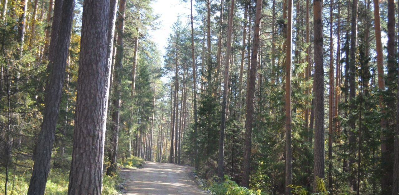 земля г Полевской с Курганово пер Можжевеловый фото 4