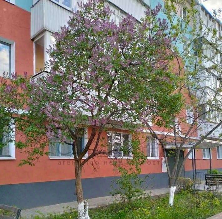 квартира г Старый Оскол Интернациональный микрорайон 10 фото 3