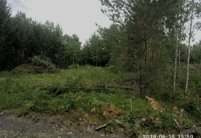 снт Лесное Иркутск фото