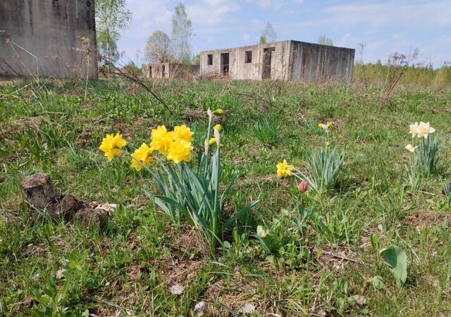 земля с Екимовичи Десногорск фото