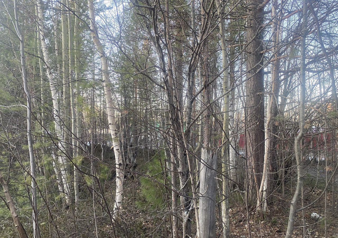 земля г Сургут СТ № 46 Урожай, 12-я линия, 517, Тюменская обл. фото 4