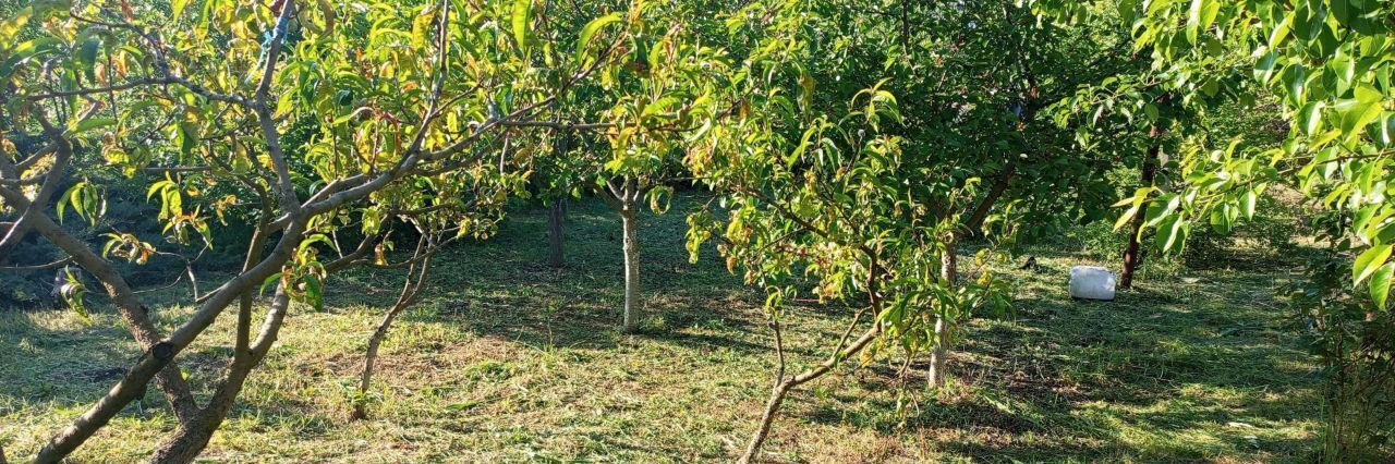 земля г Феодосия Очистные садовые участки, ул. Ореховая фото 3