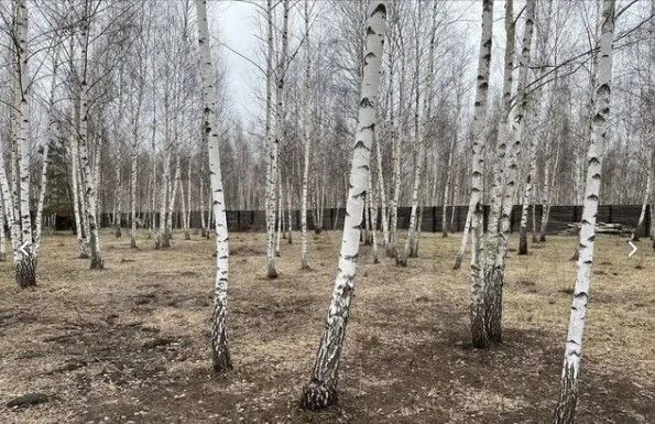 Бабяковское сельское поселение, Воронеж фото