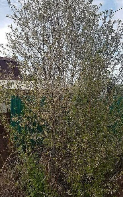 земля г Набережные Челны р-н Комсомольский снт Кама фото 2