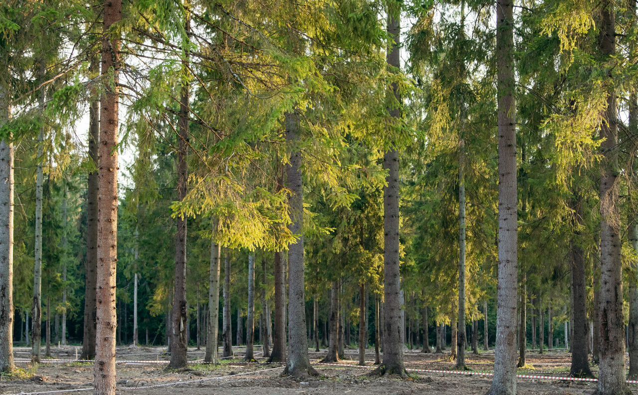 земля г Истра Павловская Слобода, 18 км, КП Лес и река, Волоколамское шоссе фото 11