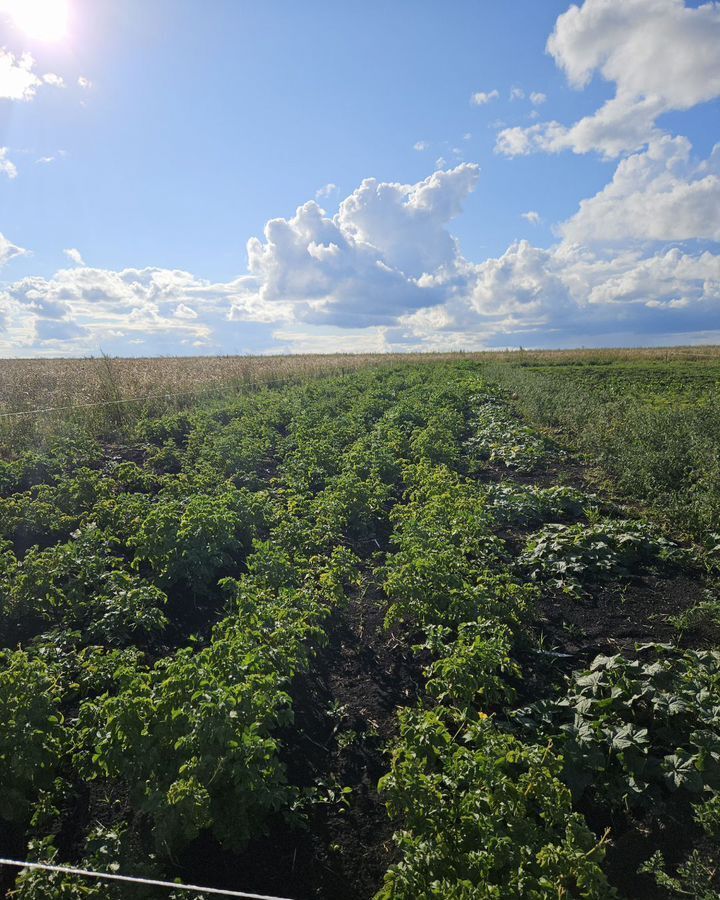 земля г Саранск с Куликовка фото 1