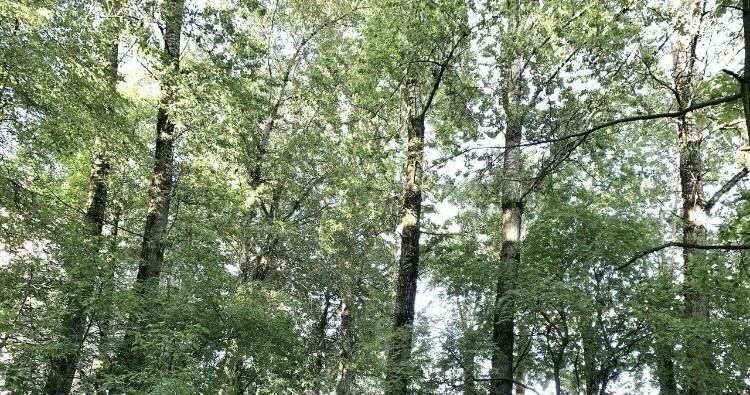 квартира г Санкт-Петербург метро Новочеркасская ул Гранитная 40 фото 25