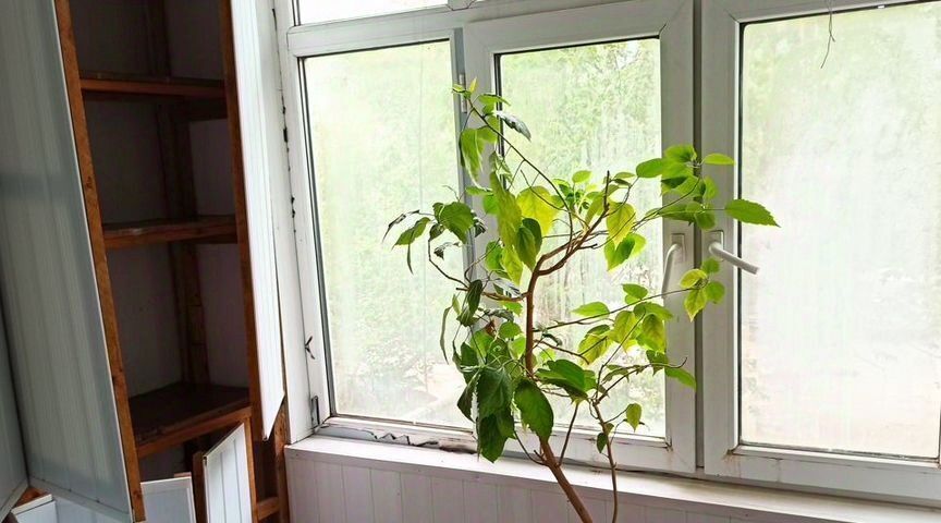 квартира г Махачкала ул Абдулхакима Исмаилова Советский фото 3